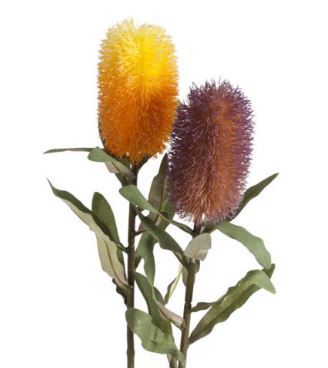 Floral Native Banksia Orange