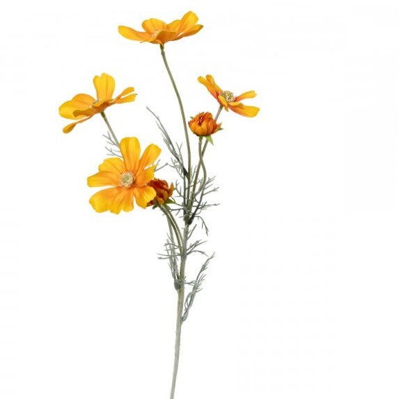 Floral Cosmos Orange
