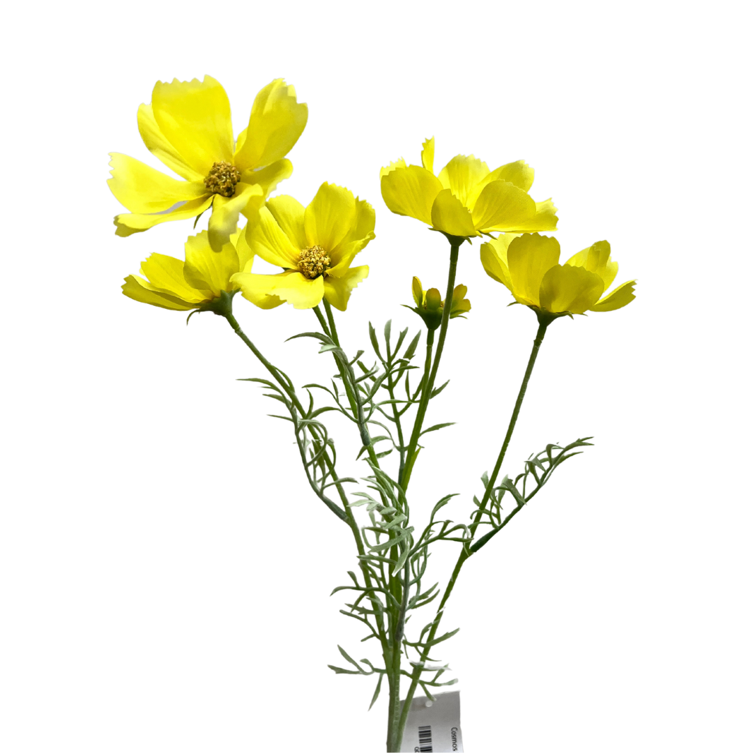 Floral Cosmos Yellow