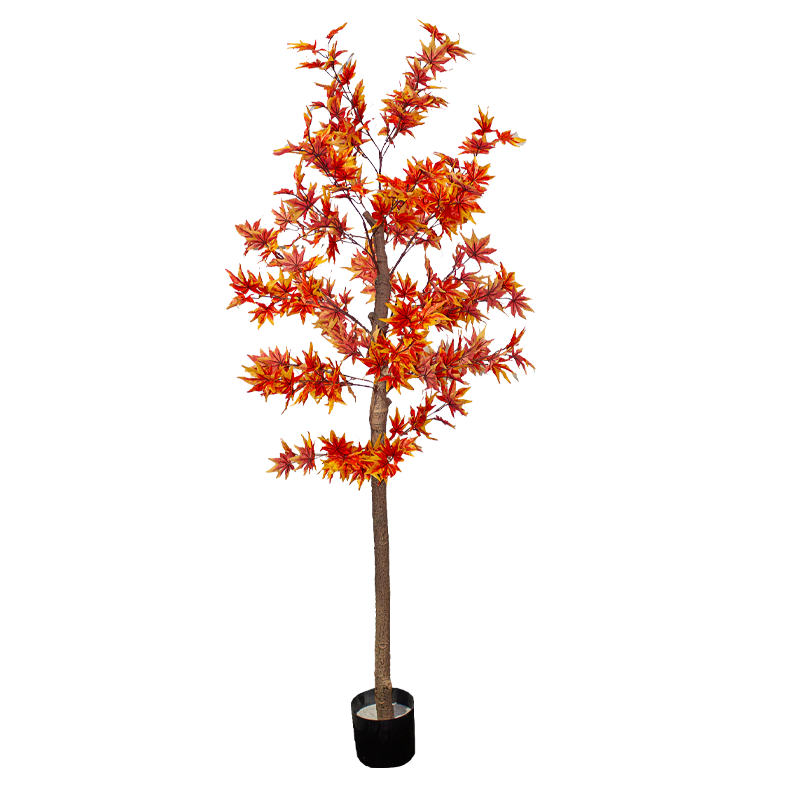 Tree Maple