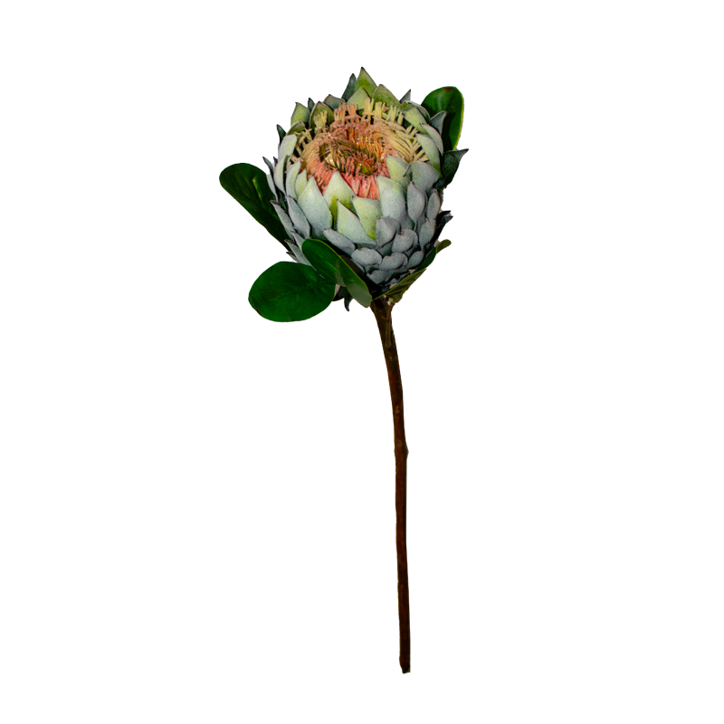 Floral Native King Protea Green & Pink
