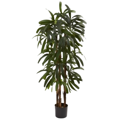 Tree Palm Raphis