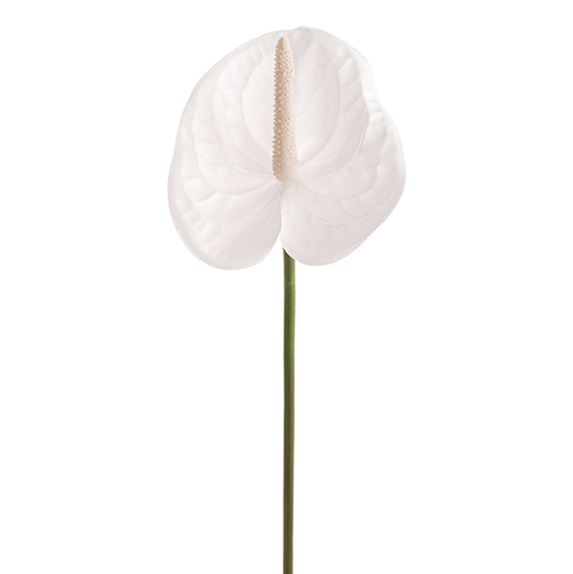 Floral Anthurium White and Pink