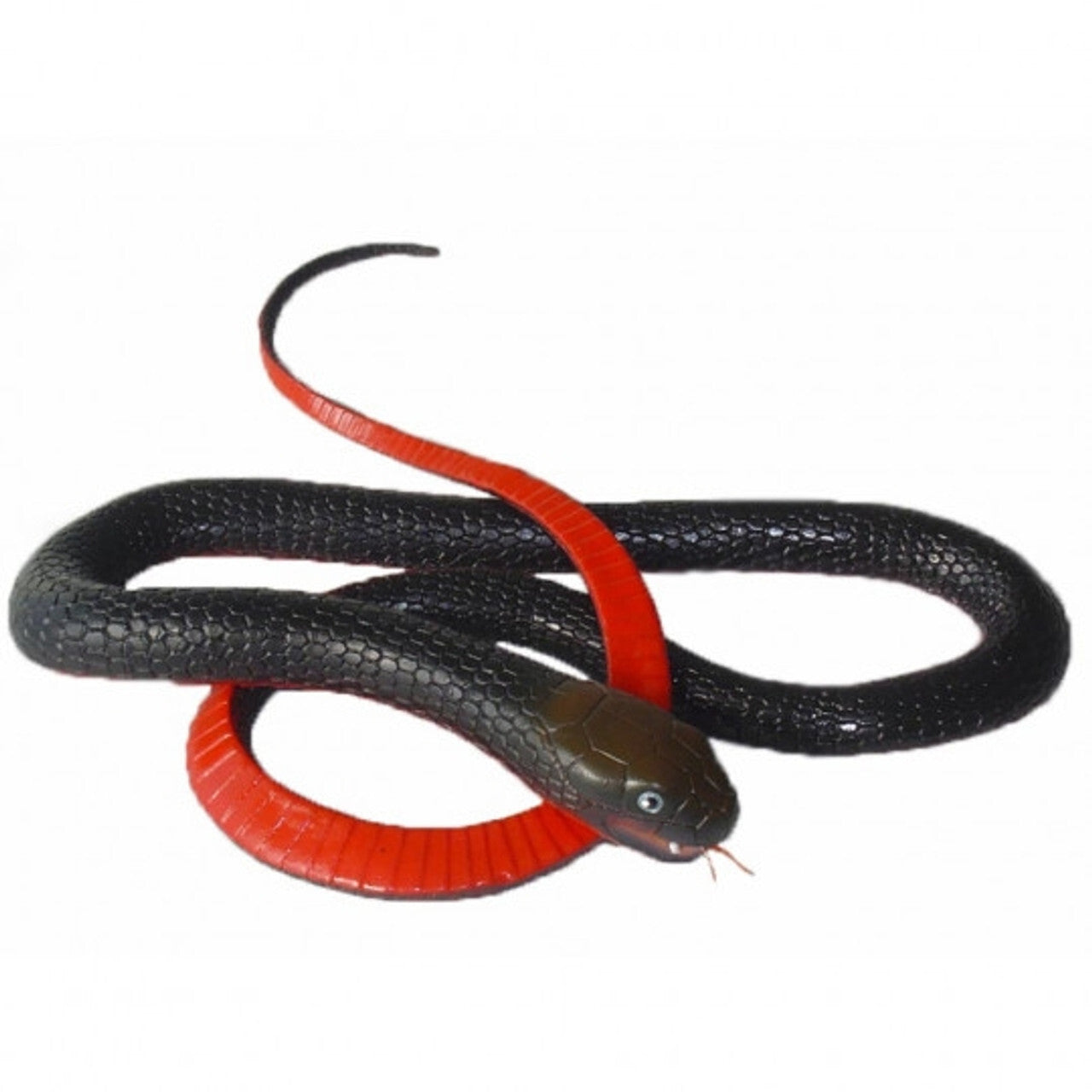 Snake Red Belly Black