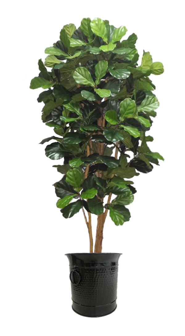 Tree Palm Fiddle Leaf