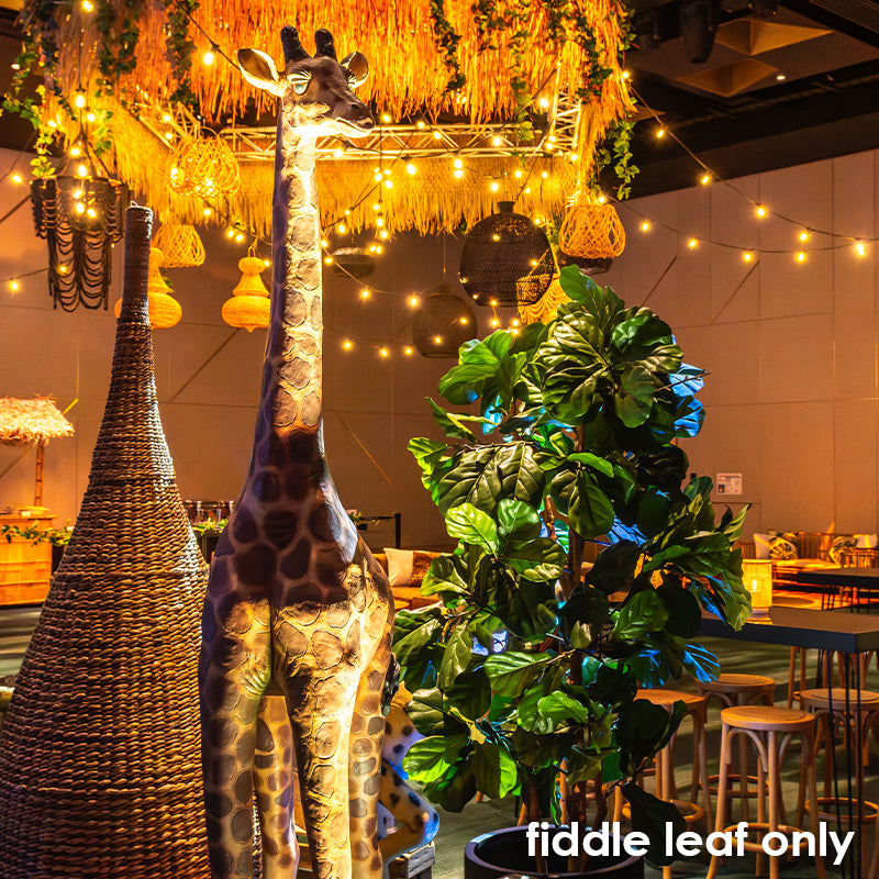 Tree Palm Fiddle Leaf