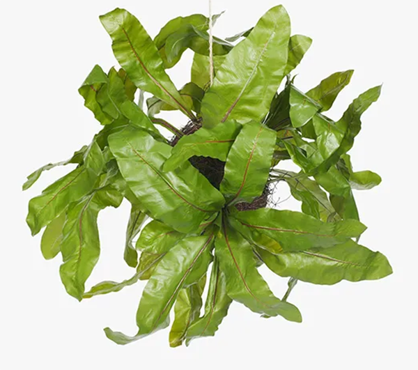 Fern Birds Nest Ball Hanging Green