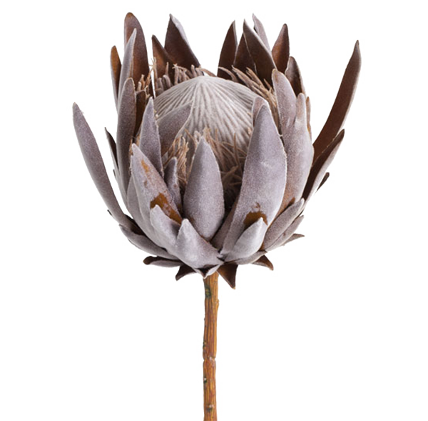 Floral Native King Protea Purple