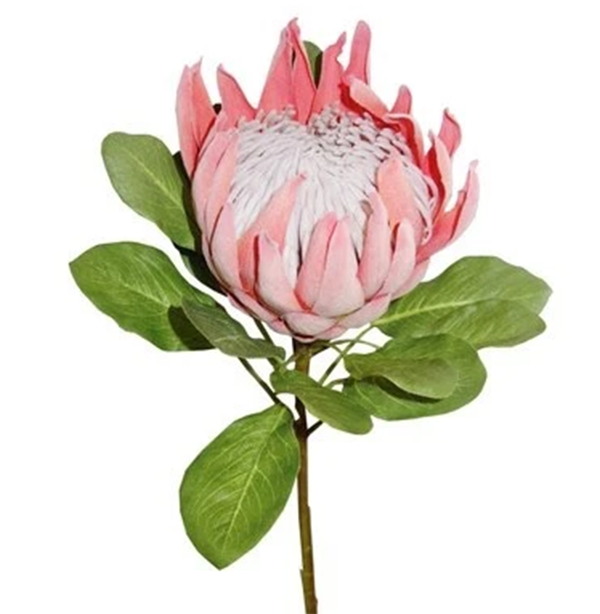 Floral Native King Protea Pink