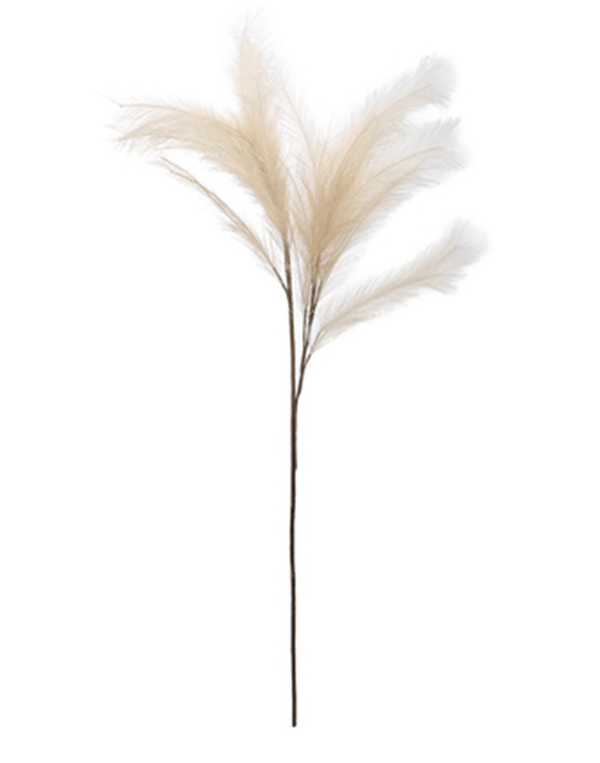 Foliage Pampas Grass