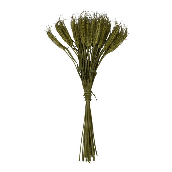 Maize