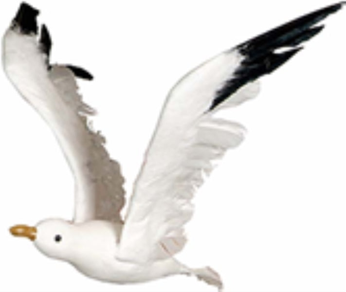 Bird Seagull White