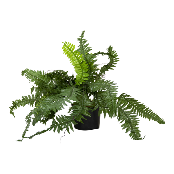 Foliage Fern in black pot