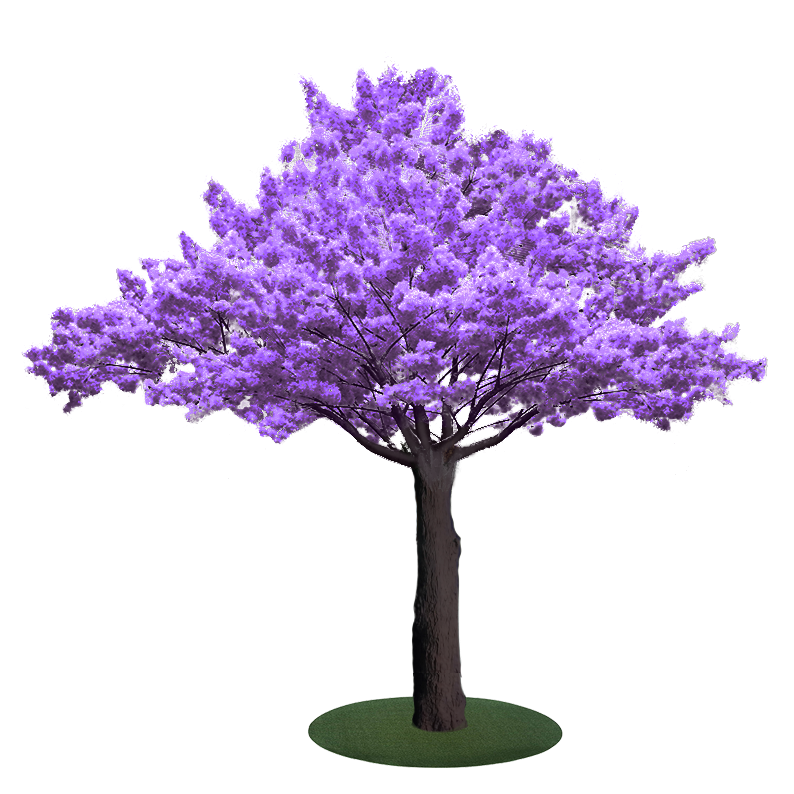 Jacaranda Tree Purple leaves