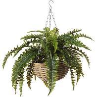 Fern Hanging Basket