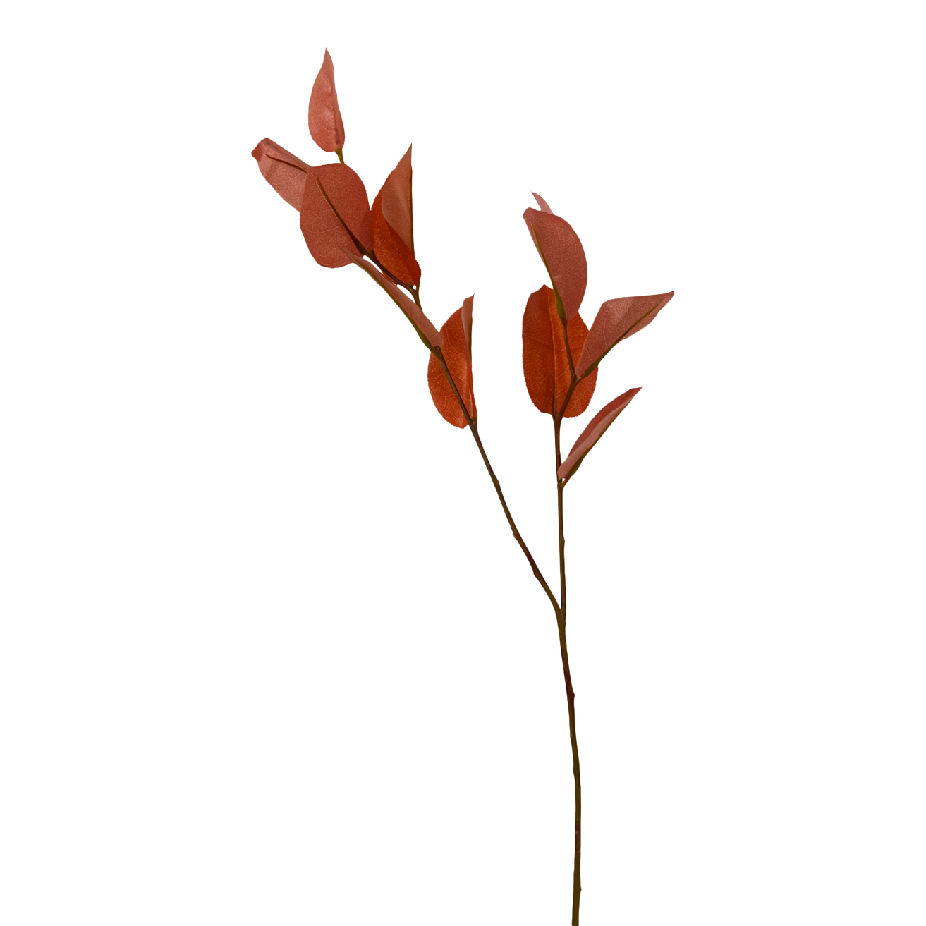 Foliage Branches Leaf Brown