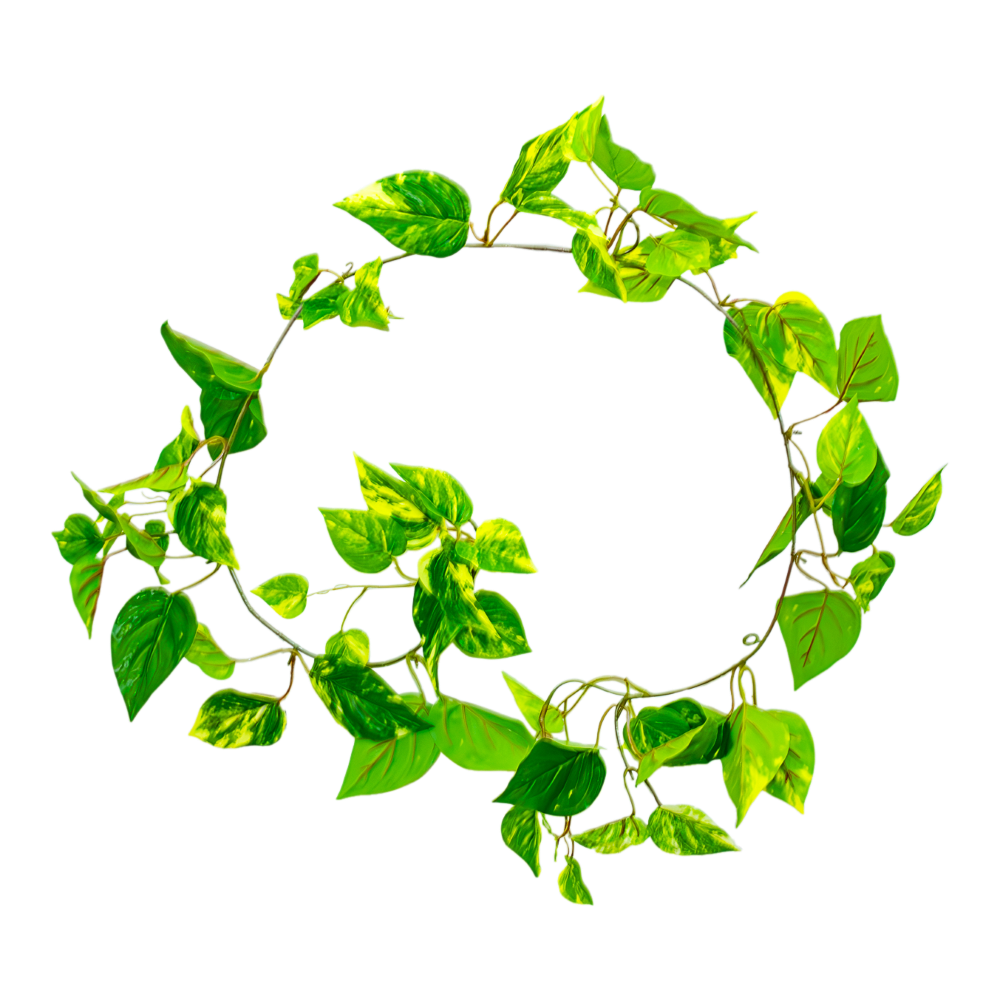Foliage Greenery Vine Pothos