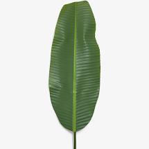 Banana Tree Frond Long Stem