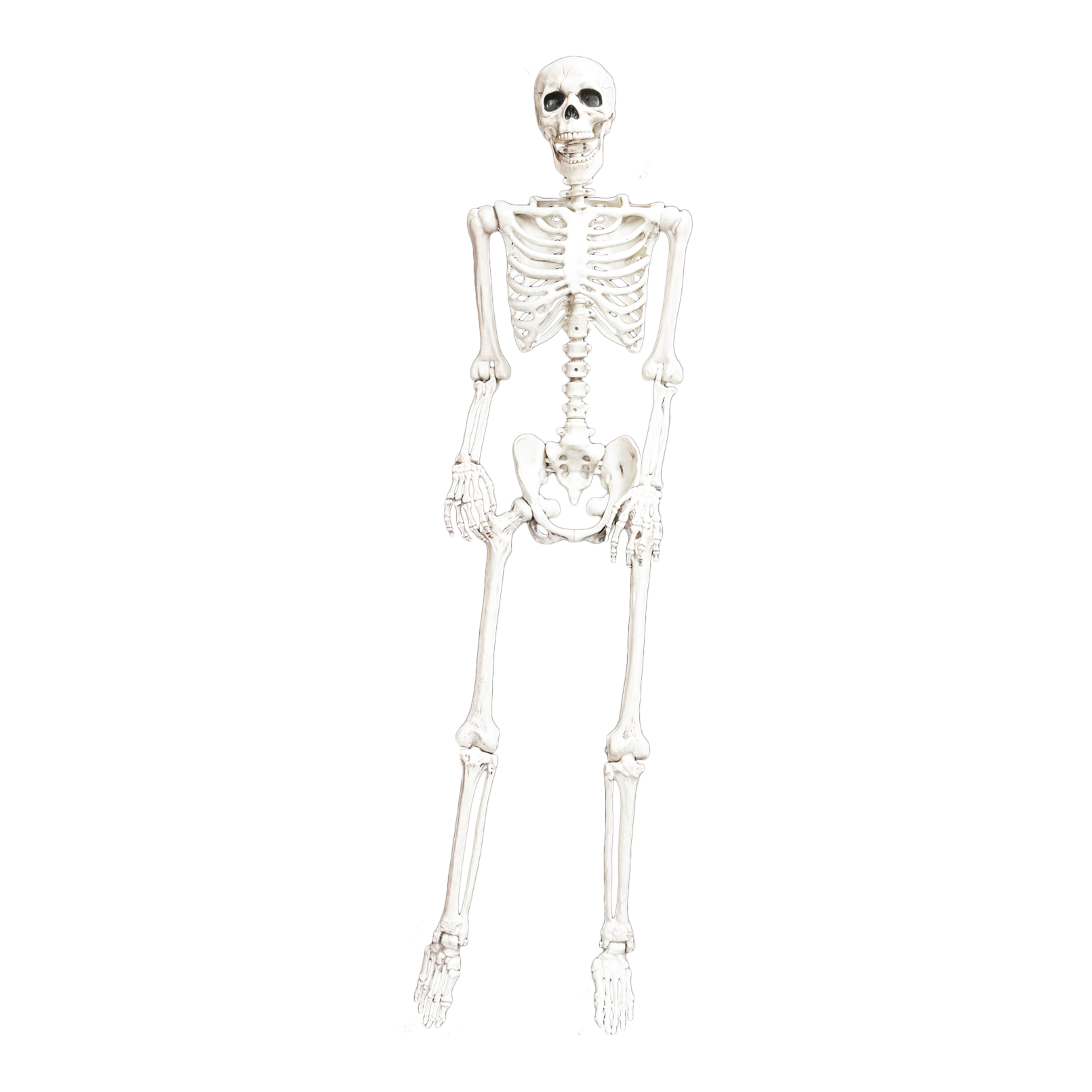 Skeleton Plastic