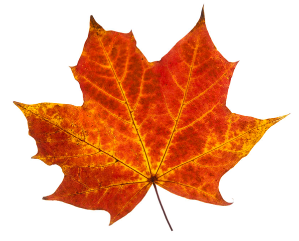 Foliage Autumn leaves
