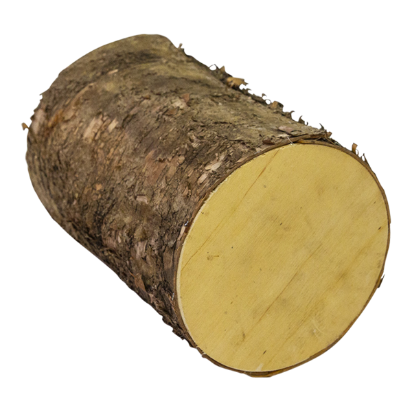 Birch Log x 23cmL