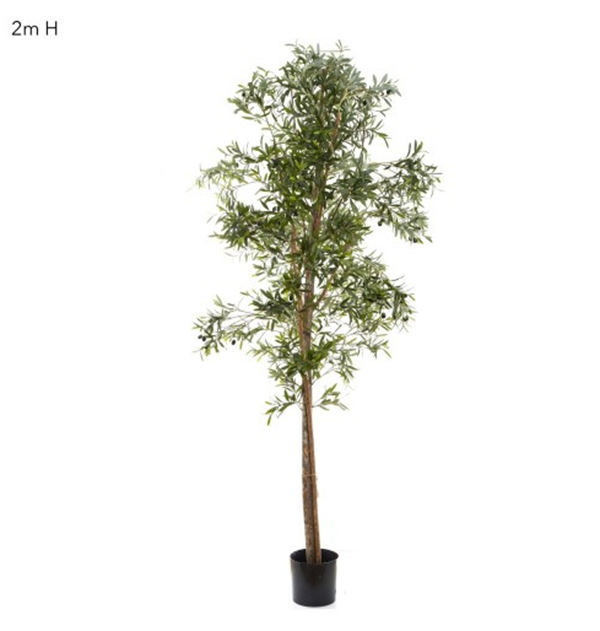 Tree Olive