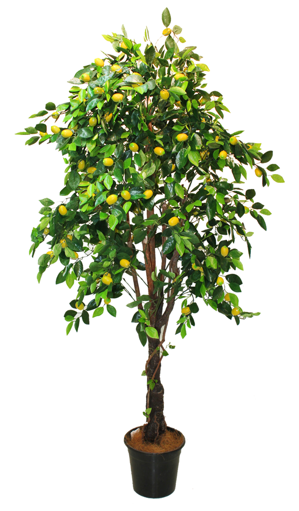 Tree Lemon