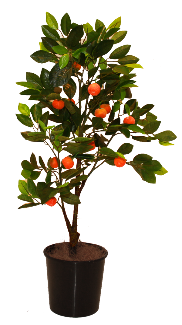 Tree Mandarin