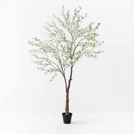 Tree Cherry Blossom White