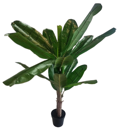 Tree Banana