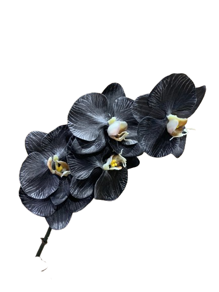 Floral Orchid Phalaenopsis Black and White