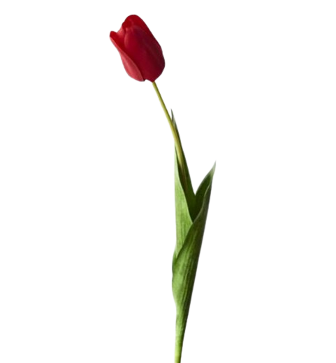 Floral Tulip Single Red
