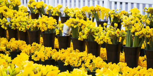 Daffodil Day - The Cancer Council