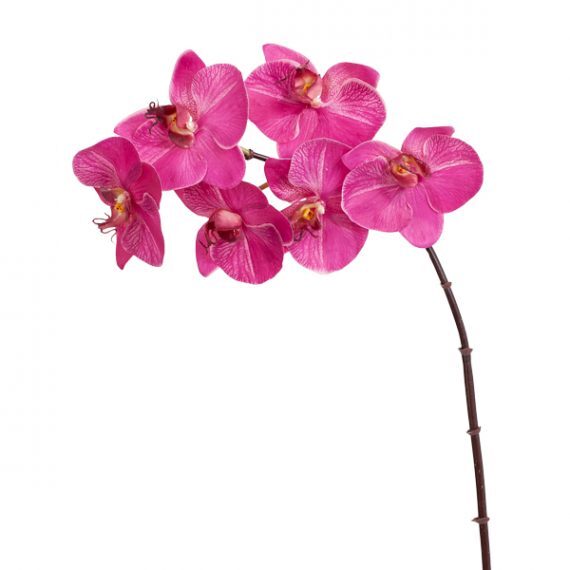 Floral Phalaenopsis Orchid Fuchsia