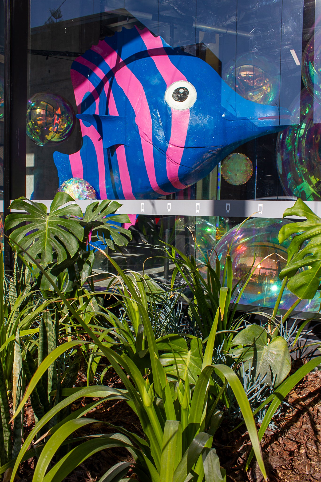 51 Fish 51 Fish Lane