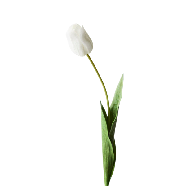 Floral Tulip Single White