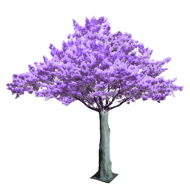 Jacaranda Tree Purple leaves