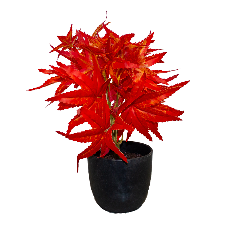Maple Potted Plant