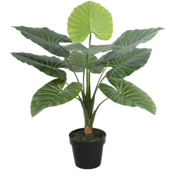 Tree Taro