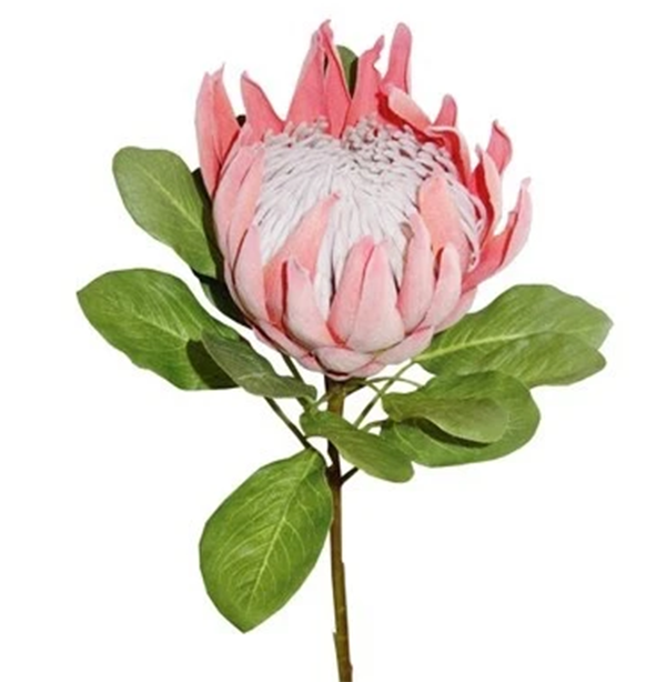 Floral King Protea Pink