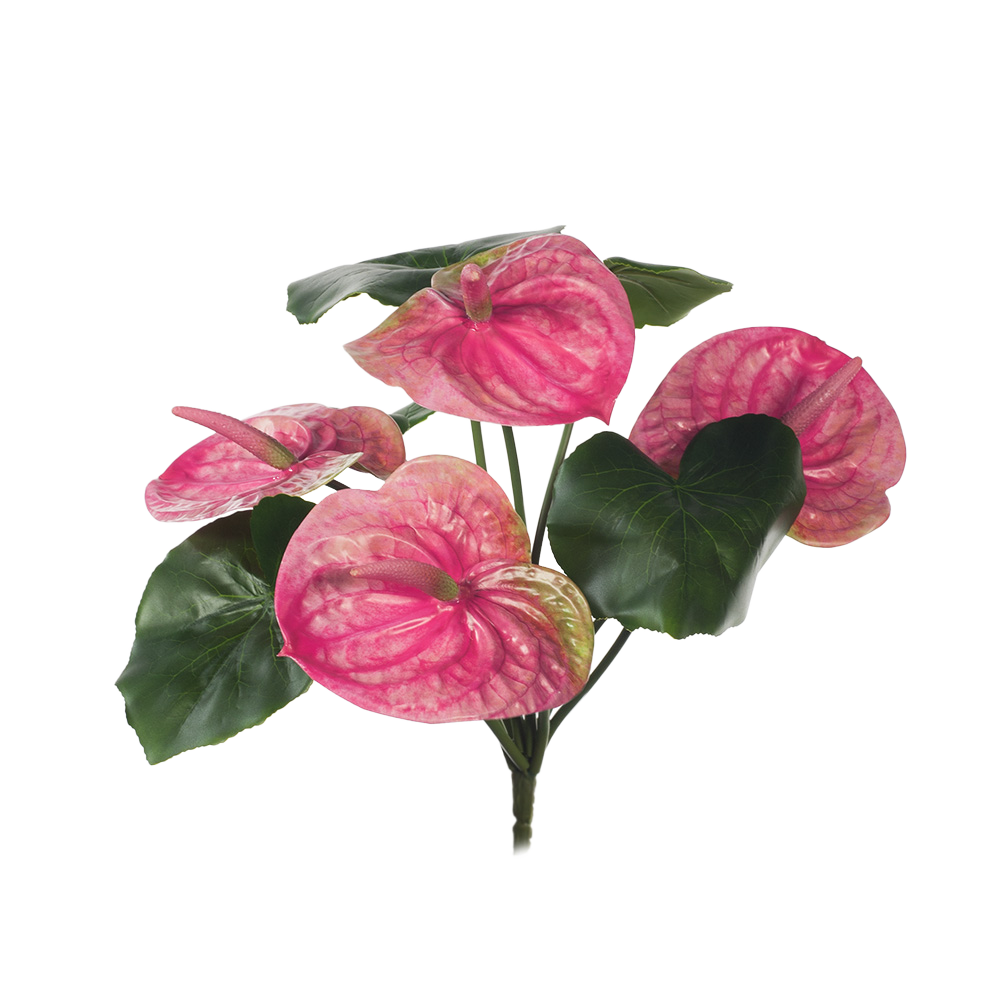 Floral Anthurium Pink
