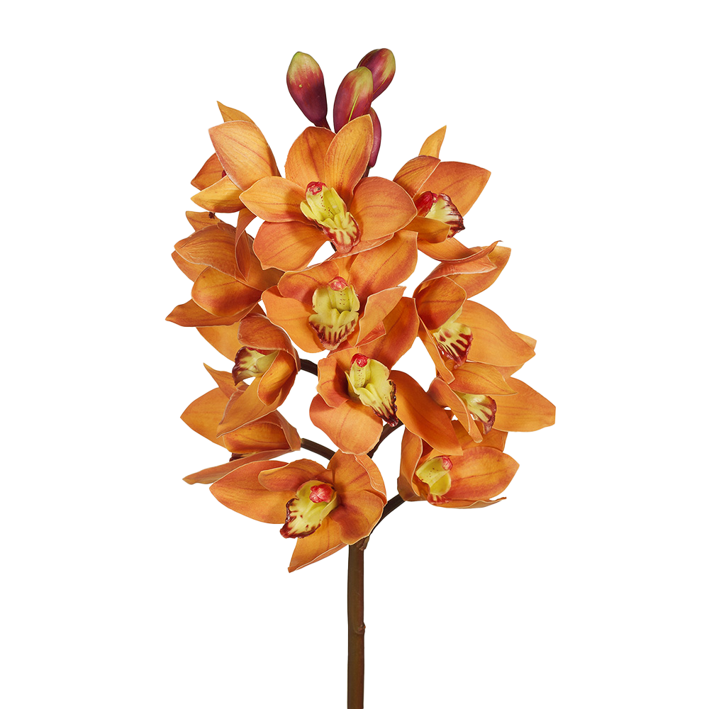 Orchid Cymbidium Orange