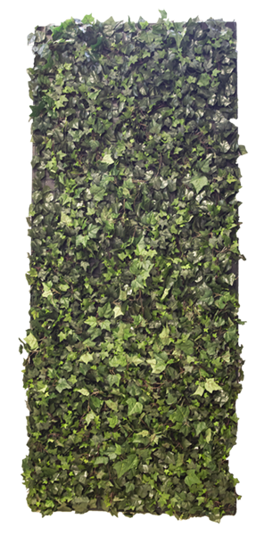 Backdrop Flat Timber Ivy Green Assorted Sizes