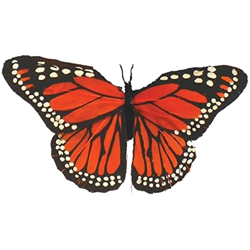 Butterfly Orange