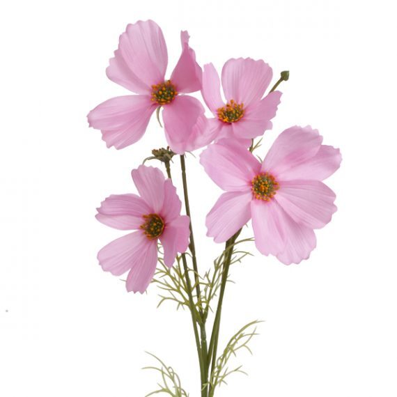 Floral Cosmos Pink