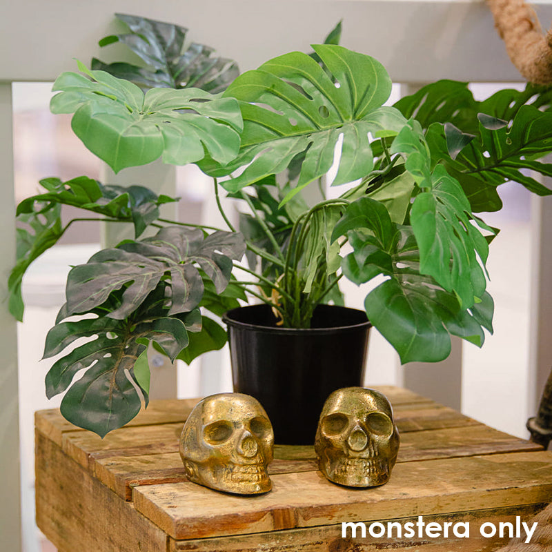 Tree Monstera