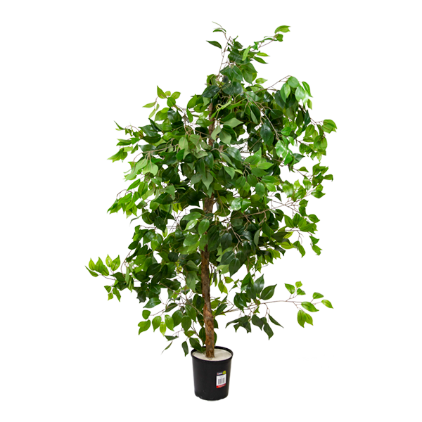 Tree Banyan Branch