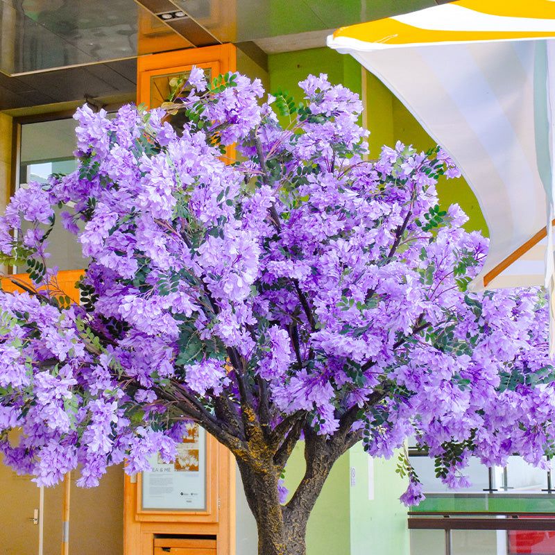 Jacaranda Tree Purple leaves