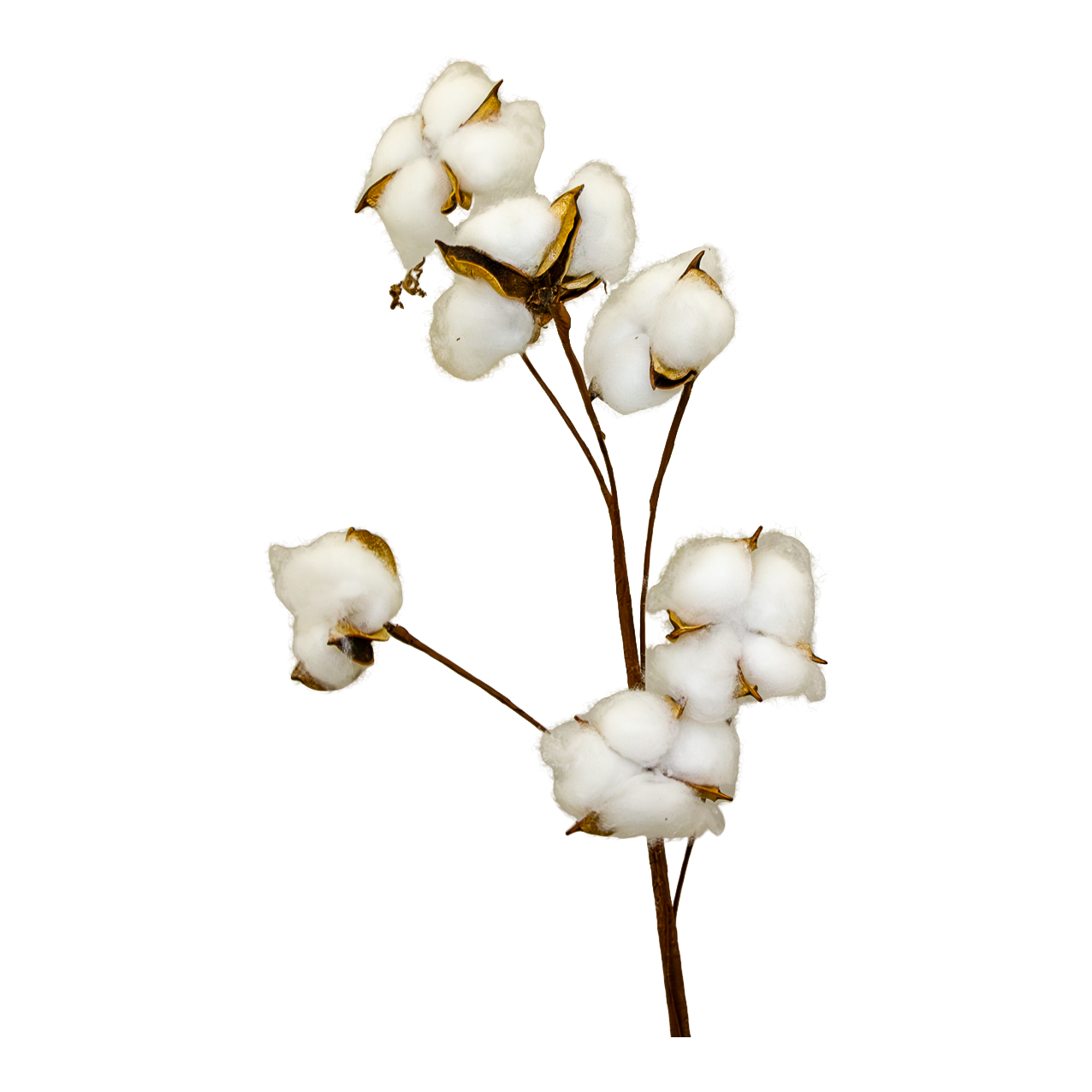 Floral Cotton Plant