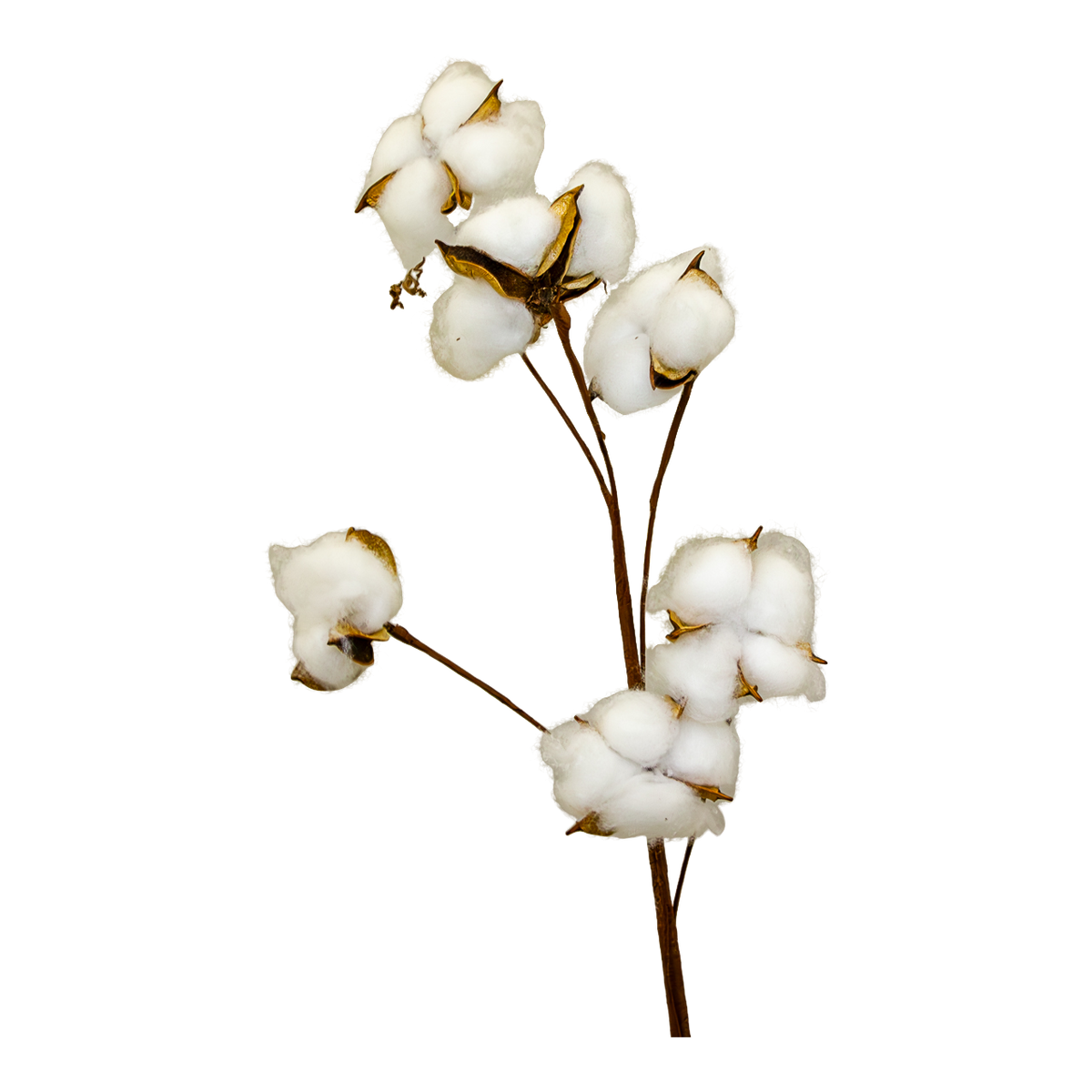 Floral Cotton Plant